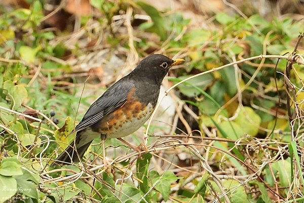 black breasted thrush...
